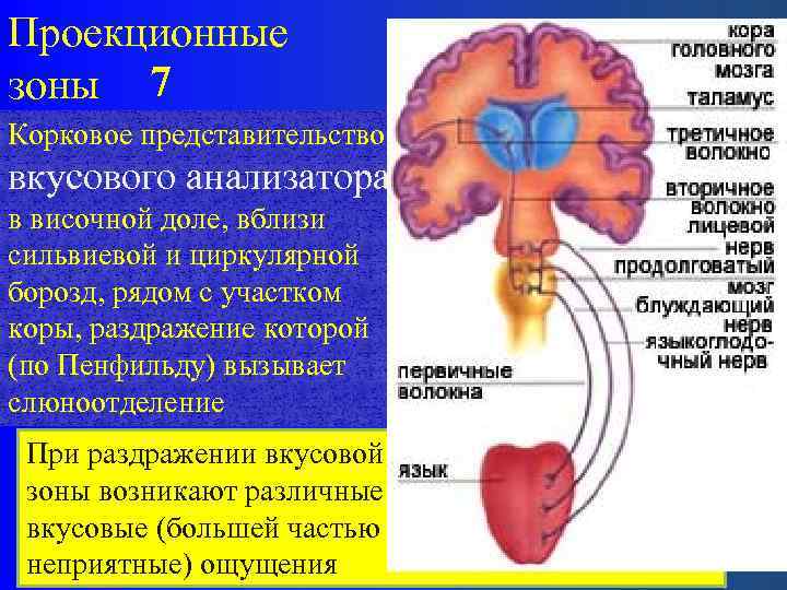 Проекционные зоны 7 Корковое представительство вкусового анализатора в височной доле, вблизи сильвиевой и циркулярной