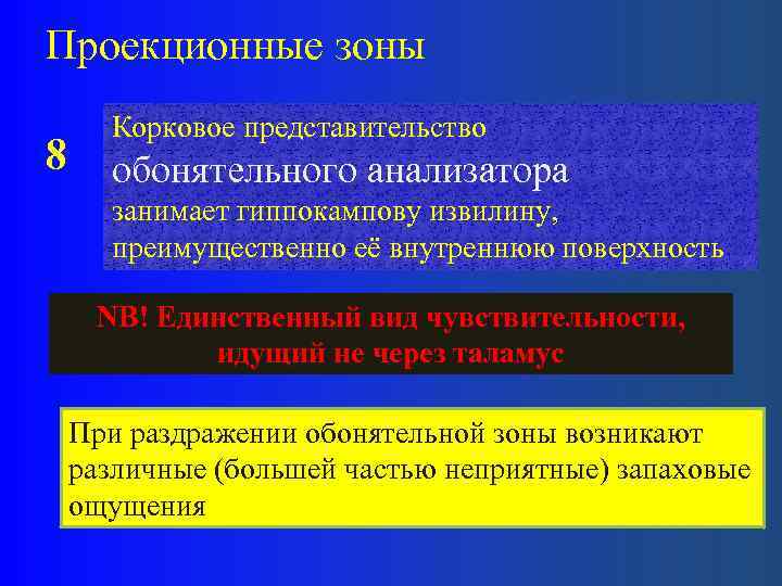 Проекционные зоны 8 Корковое представительство обонятельного анализатора занимает гиппокампову извилину, преимущественно её внутреннюю поверхность