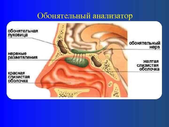 Обонятельный анализатор 