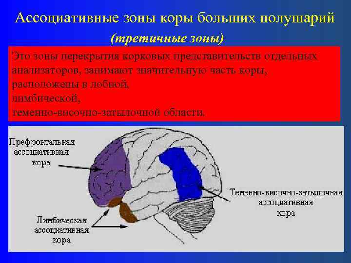 Нарушение коры полушарий. Ассоциативные области коры головного мозга функции. Ассоциативные области коры больших полушарий головного мозга. Функции ассоциативной теменной коры.