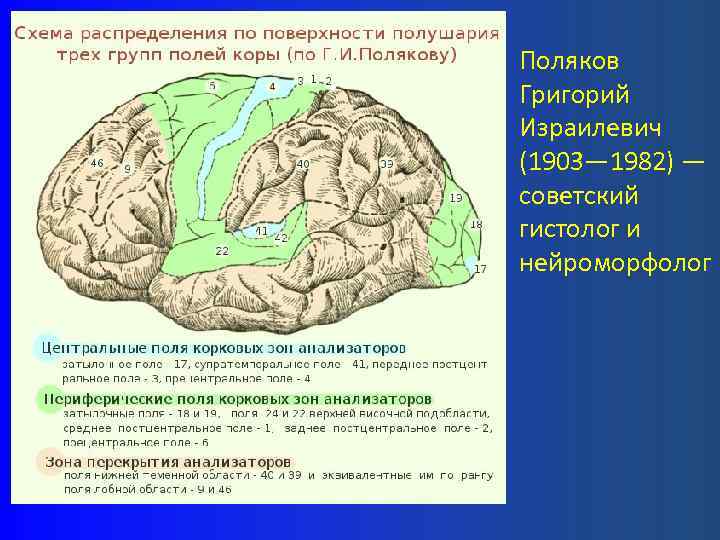 Кора больших полушарий презентация