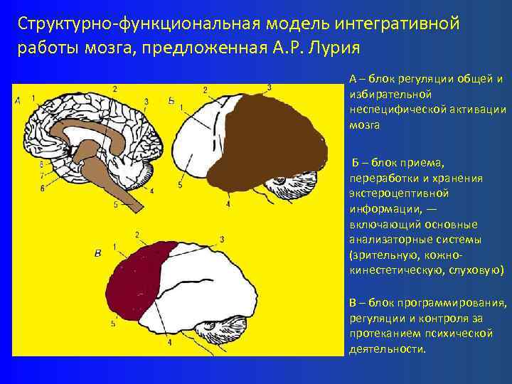 Структурно-функциональная модель интегративной работы мозга, предложенная А. Р. Лурия А – блок регуляции общей