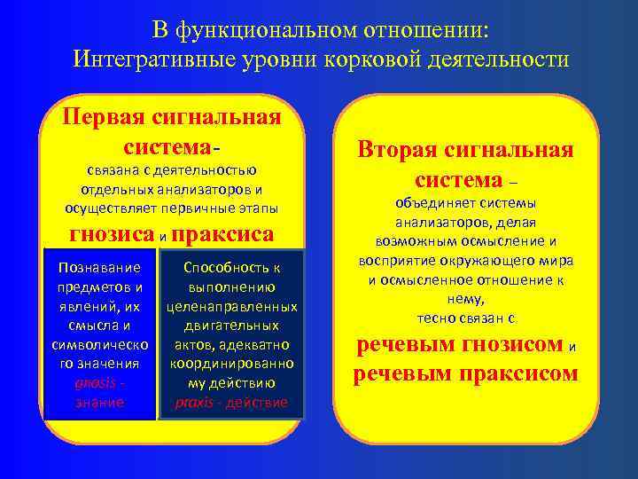 В функциональном отношении: Интегративные уровни корковой деятельности Первая сигнальная системасвязана с деятельностью отдельных анализаторов