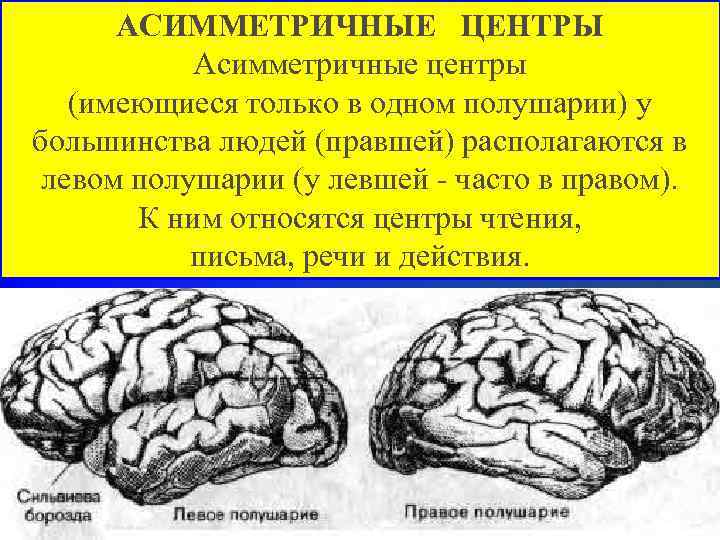 АСИММЕТРИЧНЫЕ ЦЕНТРЫ Асимметричные центры (имеющиеся только в одном полушарии) у большинства людей (правшей) располагаются