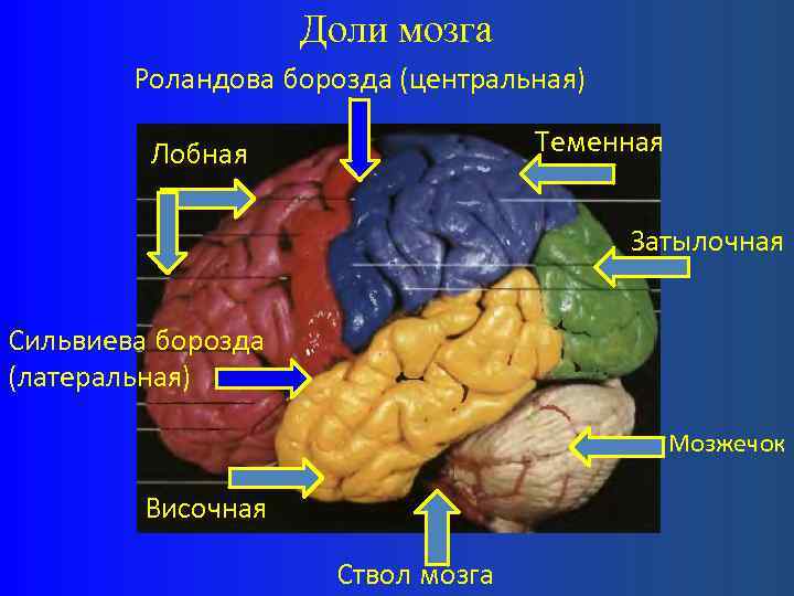 Доли мозга Роландова борозда (центральная) Теменная Лобная Затылочная Сильвиева борозда (латеральная) Мозжечок Височная Ствол