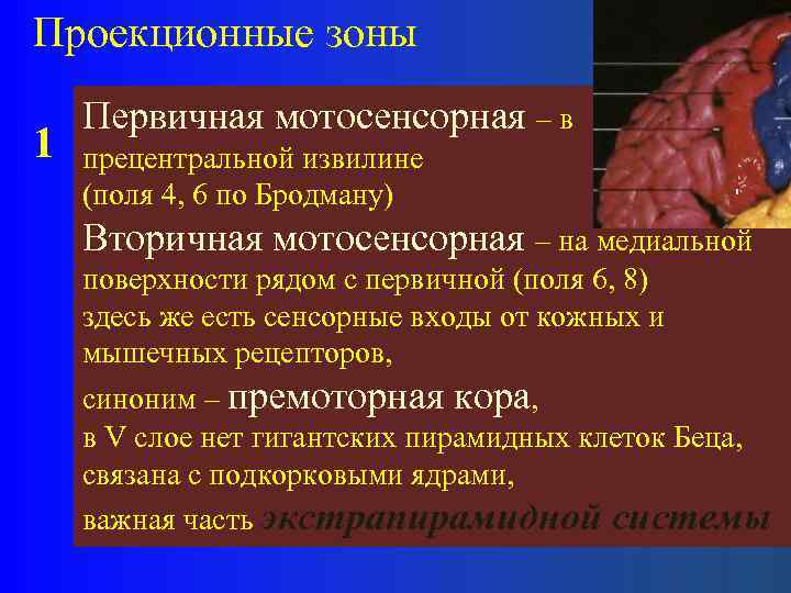 Проекционные зоны 1 Первичная мотосенсорная – в прецентральной извилине (поля 4, 6 по Бродману)