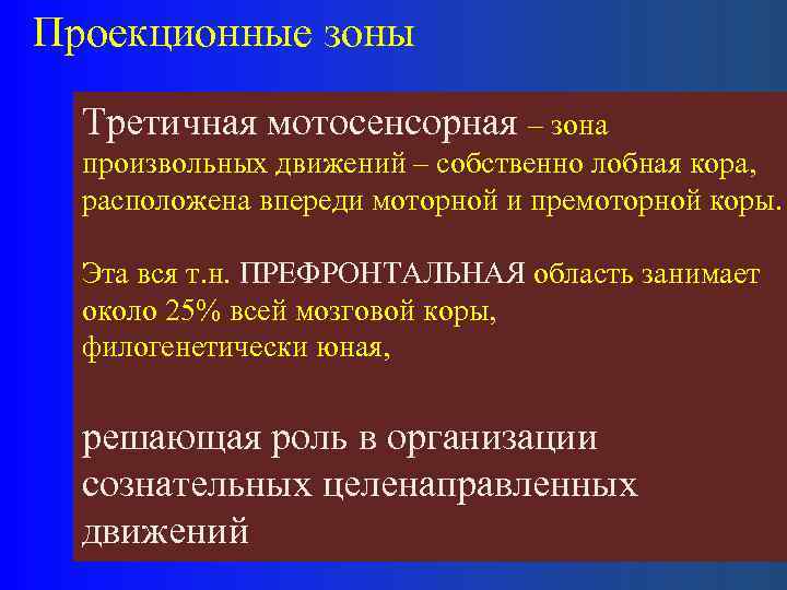 Проекционные зоны Третичная мотосенсорная – зона произвольных движений – собственно лобная кора, расположена впереди