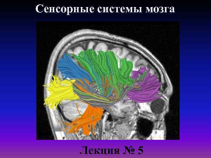 Сенсорные системы мозга Лекция № 5 