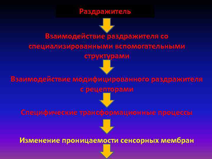 Раздражитель Взаимодействие раздражителя со специализированными вспомогательными структурами Взаимодействие модифицированного раздражителя с рецепторами Специфические трансформационные