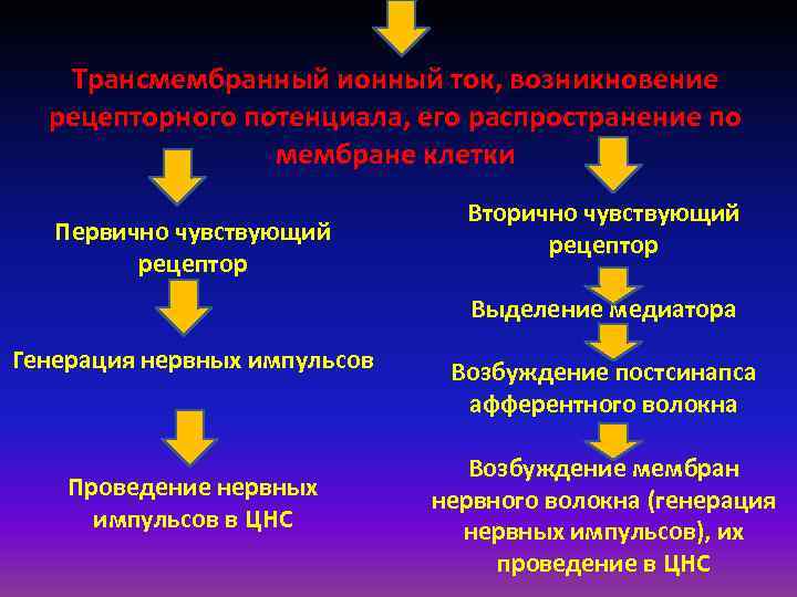 Трансмембранный ионный ток, возникновение рецепторного потенциала, его распространение по мембране клетки Первично чувствующий рецептор