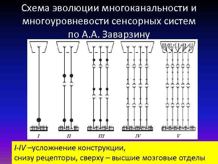 Схема эволюции многоканальности и многоуровневости сенсорных систем по А. А. Заварзину I-IV –усложнение конструкции,