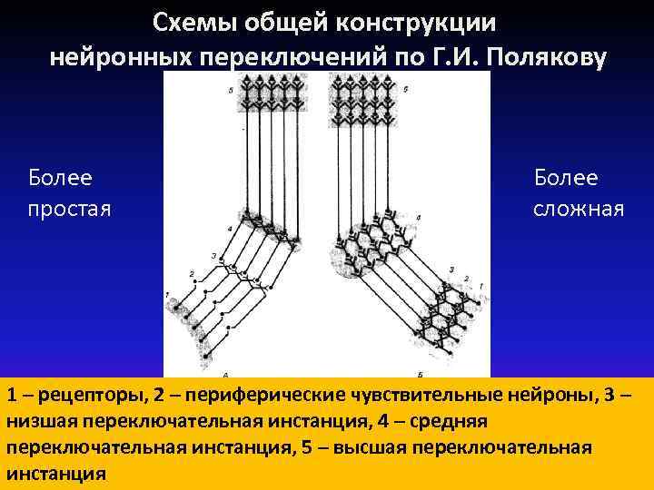  Схемы общей конструкции нейронных переключений по Г. И. Полякову Более простая Более сложная