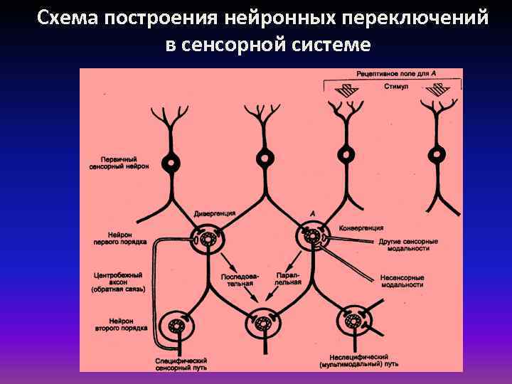 Схема построения нейронных переключений в сенсорной системе 