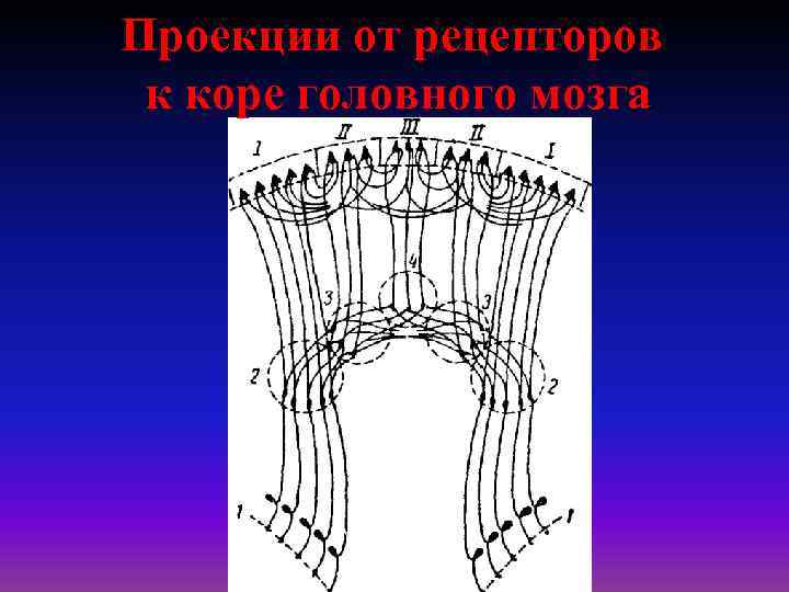 Проекции от рецепторов к коре головного мозга 