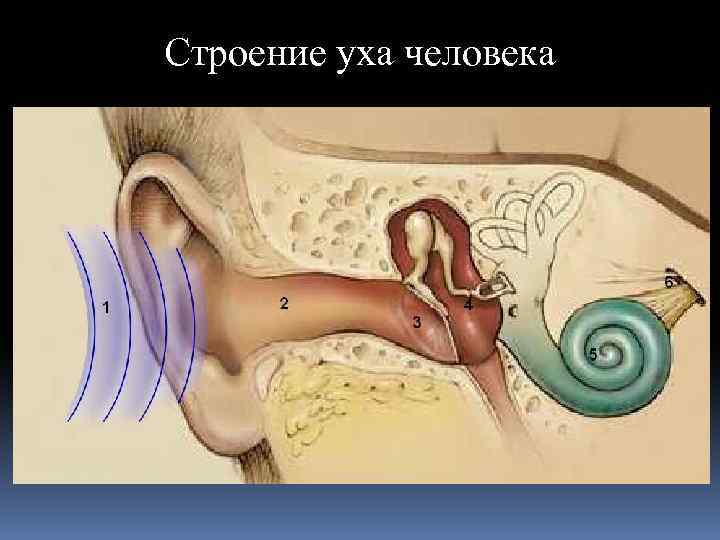 Строение уха человека 