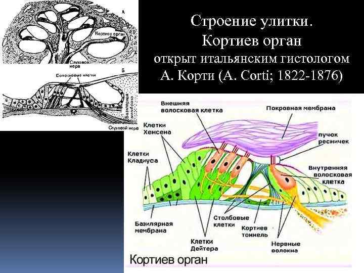 Строение улитки. Кортиев орган открыт итальянским гистологом А. Корти (A. Corti; 1822 -1876) 