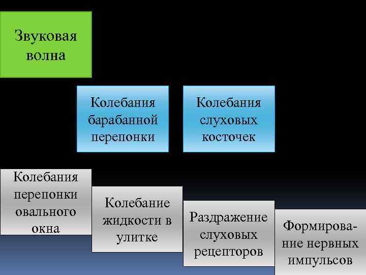 Звуковая волна Колебания барабанной перепонки Колебания перепонки овального окна Колебание жидкости в улитке Колебания
