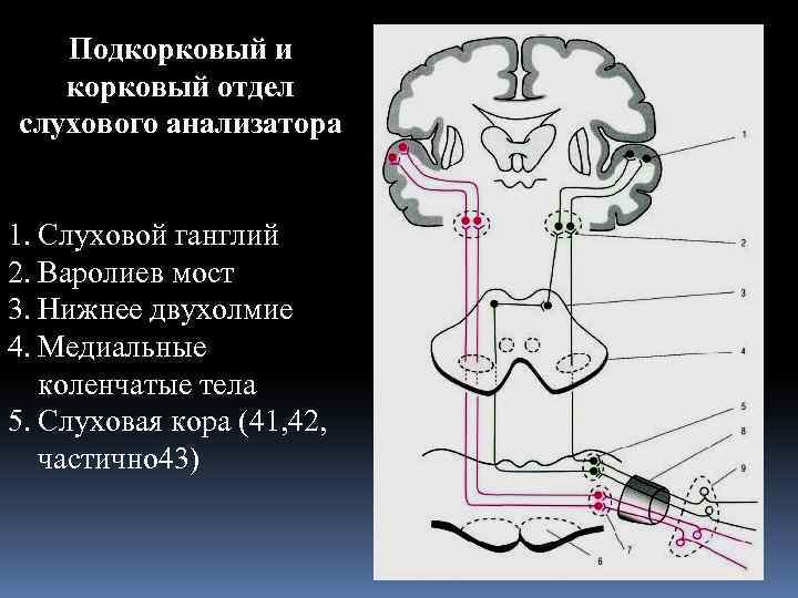 Подкорковый и корковый отдел слухового анализатора 1. Слуховой ганглий 2. Варолиев мост 3. Нижнее
