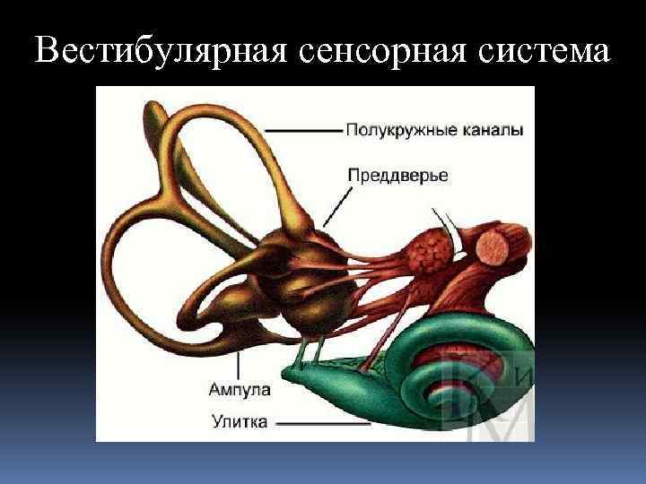 Вестибулярная сенсорная система 
