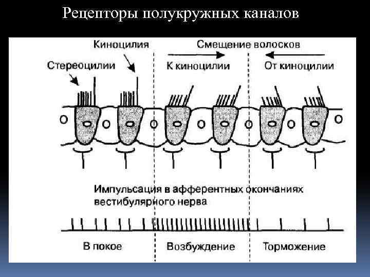 Рецепторы полукружных каналов 