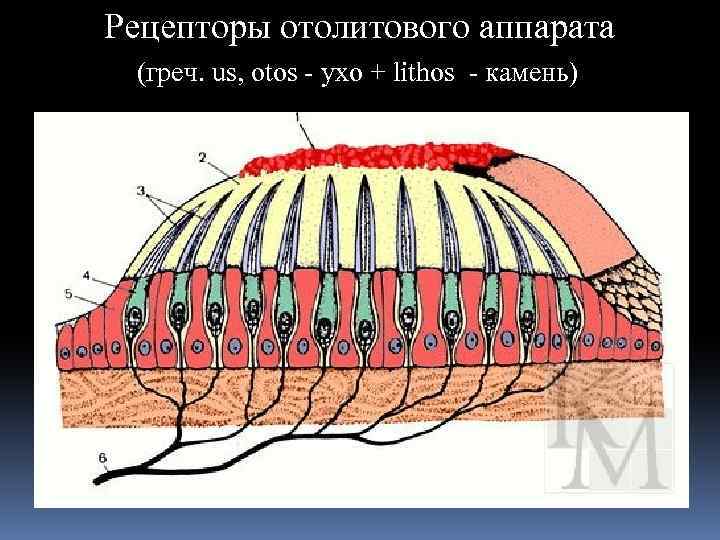 Рецепторы отолитового аппарата (греч. us, otos - ухо + lithos - камень) 