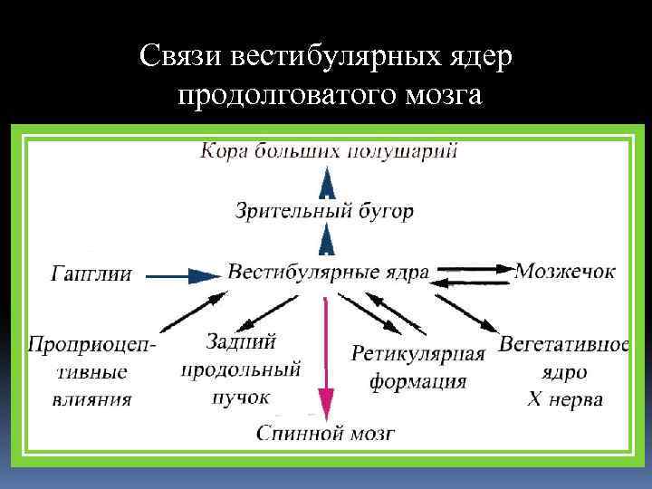 Связи вестибулярных ядер продолговатого мозга 