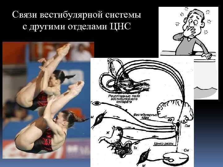 Связи вестибулярной системы с другими отделами ЦНС 