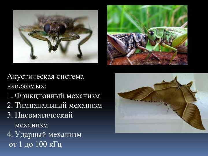 Акустическая система насекомых: 1. Фрикционный механизм 2. Тимпанальный механизм 3. Пневматический механизм 4. Ударный