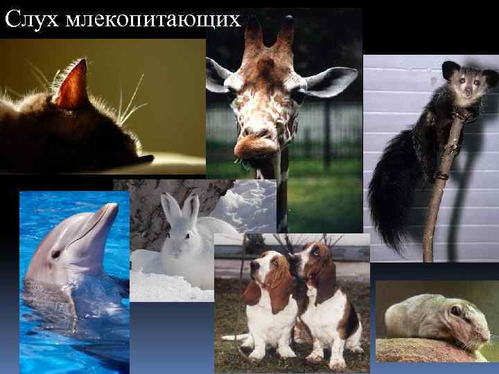 Слух млекопитающих 