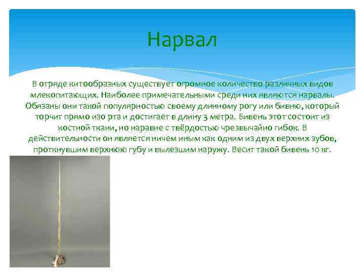Нарвал В отряде китообразных существует огромное количество различных видов млекопитающих. Наиболее примечательными среди них