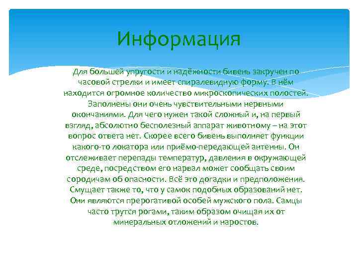 Информация Для большей упругости и надёжности бивень закручен по часовой стрелки и имеет спиралевидную