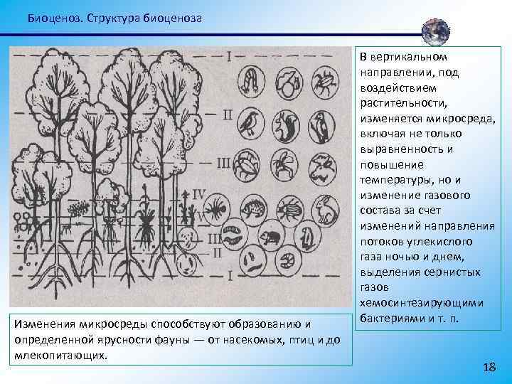 Биоценоз. Структура биоценоза Изменения микросреды способствуют образованию и определенной ярусности фауны — от насекомых,