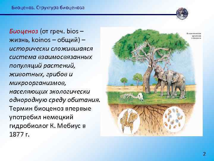Биоценоз. Структура биоценоза Биоценоз (от греч. bios – жизнь, koinos – общий) – исторически
