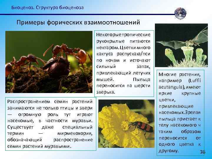 Биоценоз. Структура биоценоза Примеры форических взаимоотношений Некоторые тропические рукокрылые питаются нектаром. Цветки много кактуса