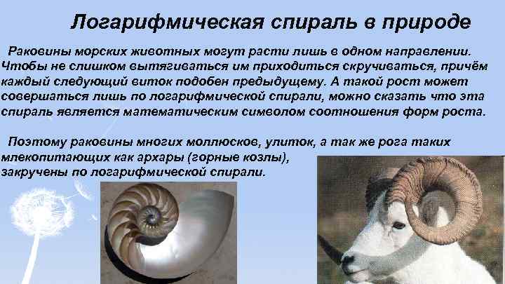 Логарифмическая спираль в природе Раковины морских животных могут расти лишь в одном направлении. Чтобы