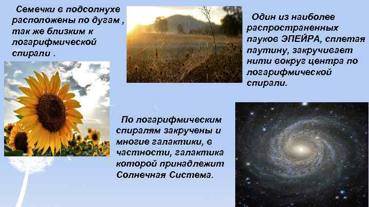 Семечки в подсолнухе расположены по дугам , так же близким к логарифмической спирали. По