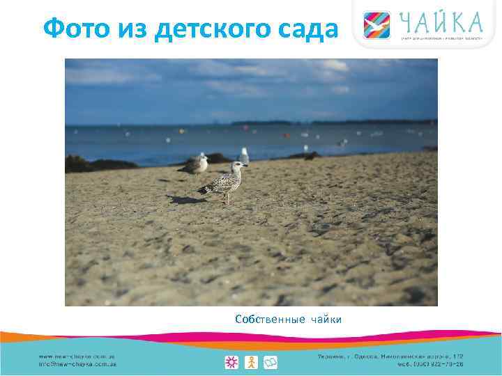 Фото из детского сада Собственные чайки 