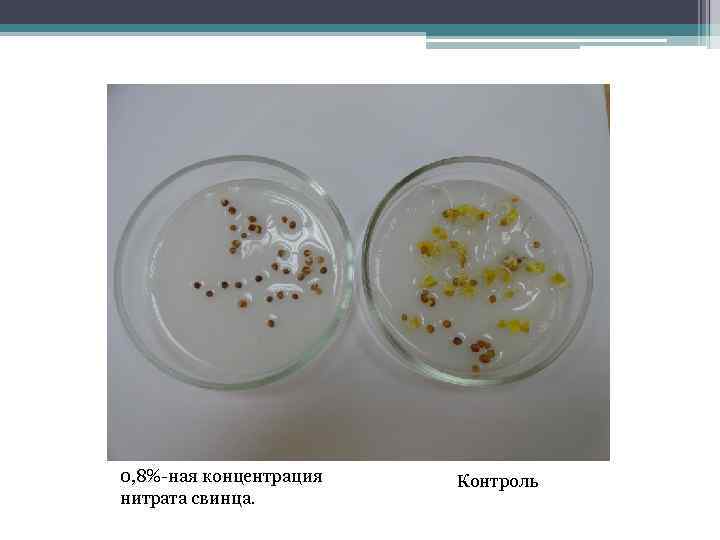 0, 8%-ная концентрация нитрата свинца. Контроль 