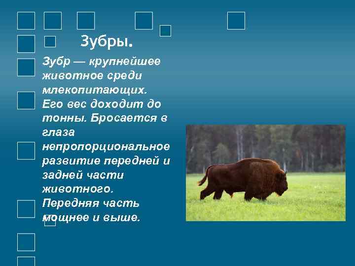 Зубры. Зубр — крупнейшее животное среди млекопитающих. Его вес доходит до тонны. Бросается в