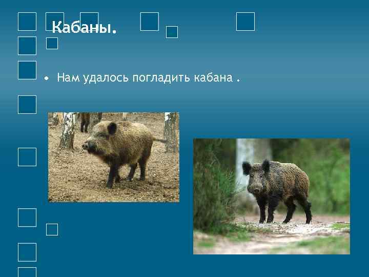 Кабаны. • Нам удалось погладить кабана. 