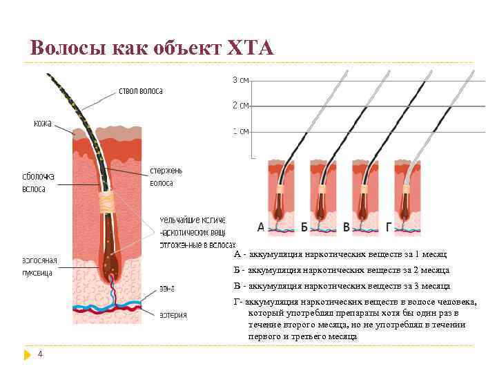 Волосы как объект ХТА А - аккумуляция наркотических веществ за 1 месяц Б -