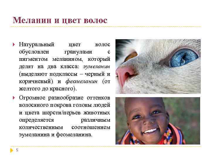 Меланин и цвет волос Натуральный цвет волос обусловлен гранулами с пигментом меланином, который делят