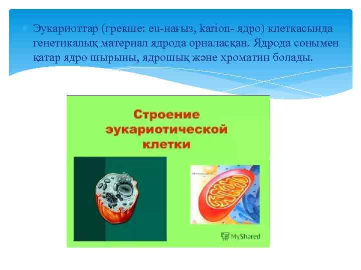  Эукариоттар (грекше: eu-нағыз, karion- ядро) клеткасында генетикалық материал ядрода орналасқан. Ядрода сонымен қатар