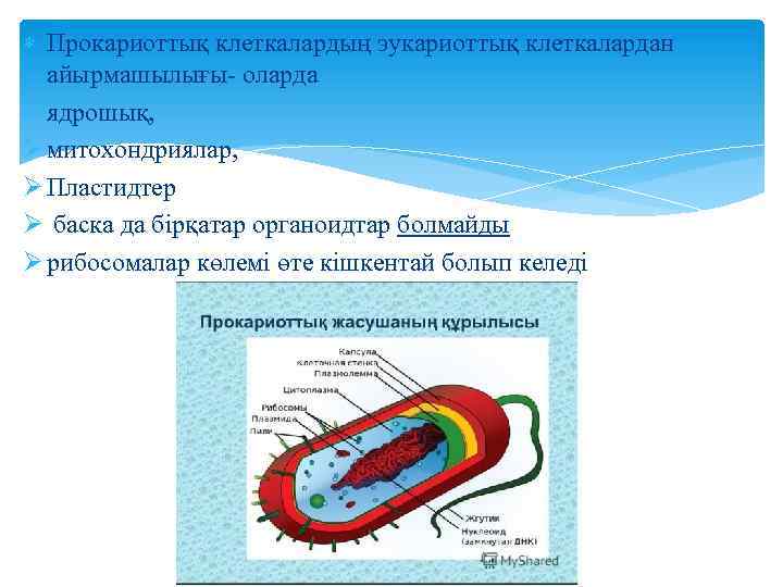  Прокариоттық клеткалардың эукариоттық клеткалардан айырмашылығы- оларда ядрошық, Ø митохондриялар, Ø Пластидтер Ø баска