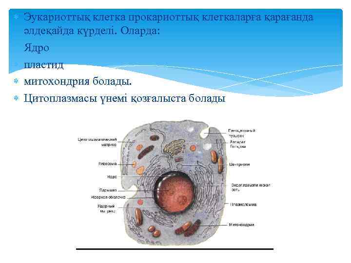  Эукариоттық клетка прокариоттық клеткаларға қарағанда әлдеқайда күрделі. Оларда: Ядро пластид митохондрия болады. Цитоплазмасы