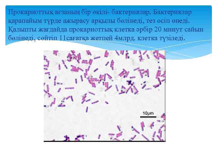 Прокариоттық ағзаның бір өкілі- бактериялар. Бактериялар қарапайым түрде ажырасу арқылы бөлінеді, тез өсіп өнеді.