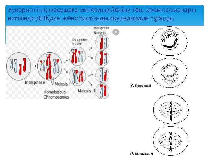 Эукариоттық жасушаға митоздық бөліну тән, хромосомалары негізінде ДНҚдан және гистонды ақуыздардан тұрады. 