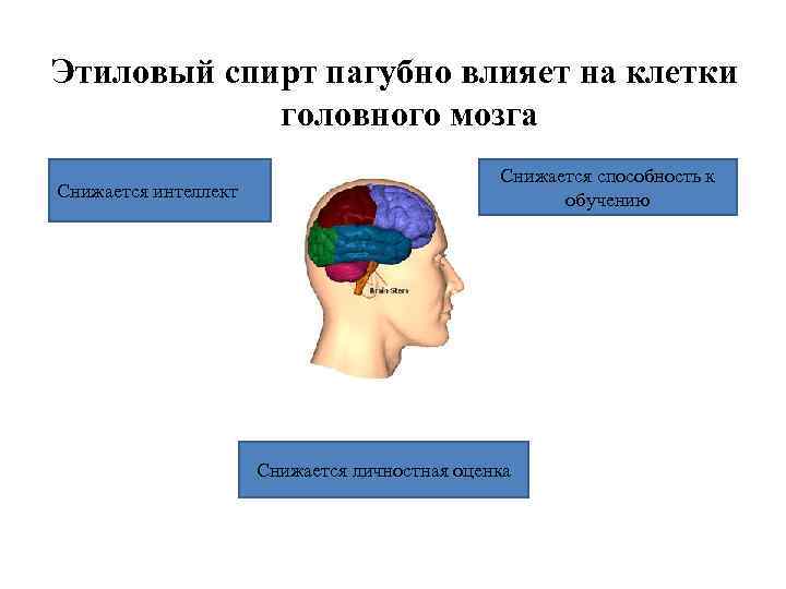 Этиловый спирт пагубно влияет на клетки головного мозга Снижается интеллект Снижается способность к обучению