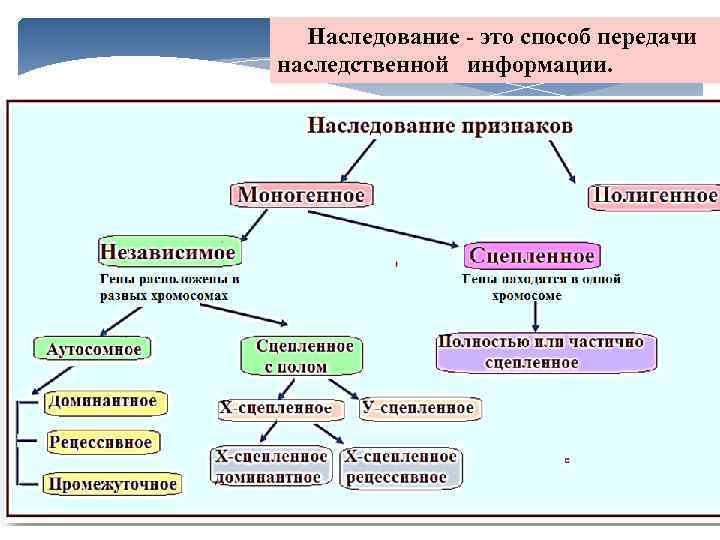  Наследование это способ передачи наследственной информации. 