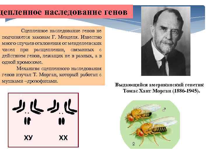 цепленное наследование генов Сцепленное наследование генов не подчиняется законам Г. Менделя. Известно много случаев